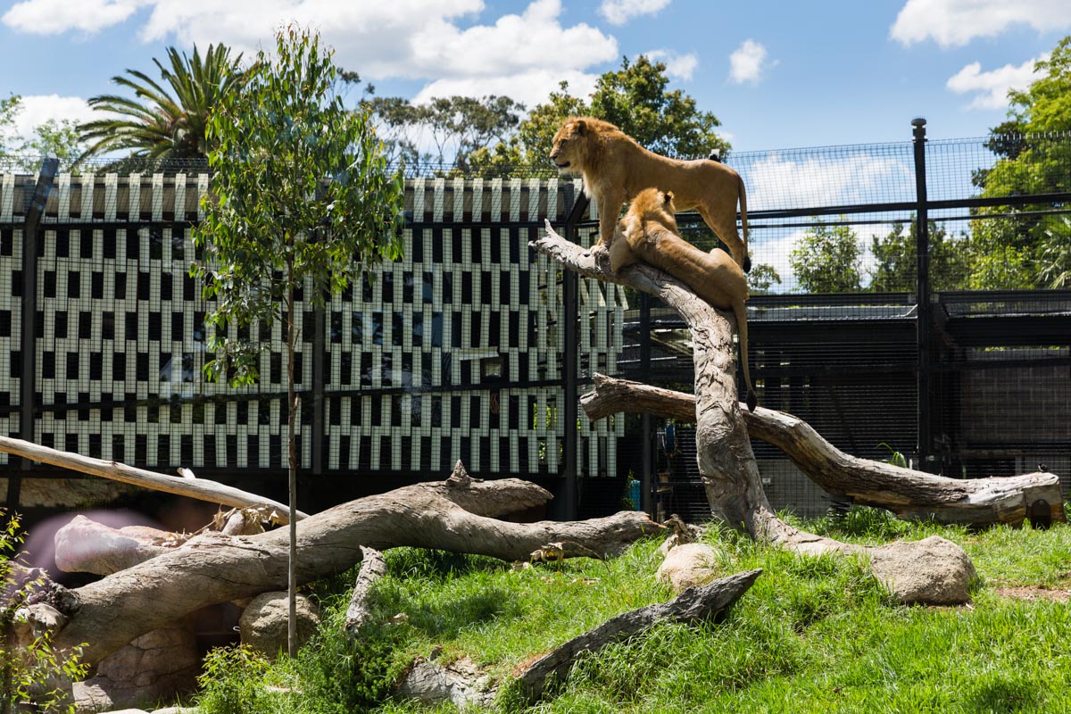 Carnivores Trail, Melbourne Zoo Urban Initiatives